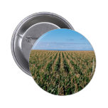 Corn field pins