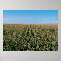 Corn field print