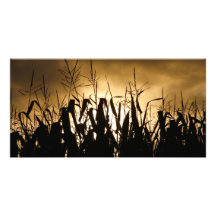 Corn field Silhouettes Custom Photo Card
