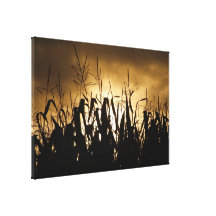 Corn field silhouettes gallery wrapped canvas