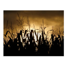 Corn field Silhouettes Postcards