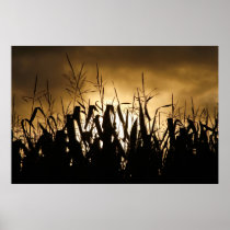 Corn field silhouettes posters