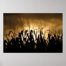 Corn field Silhouettes Posters