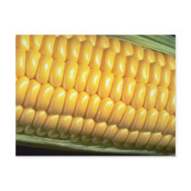 Corn on the cob post card