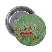 Corn poppies (Papaver Rhoeas)  flowers buttons