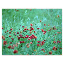 Corn poppies (Papaver Rhoeas) Flyer Design