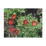 Corn Poppy (Papaver Rhoeas) flowers Postcard