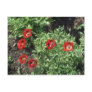 Corn Poppy (Papaver Rhoeas) flowers Postcard