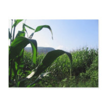 corn postcards