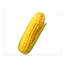 corn postcard