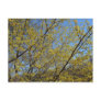 Cornelian Cherry Dogwood and Blue Sky Postcard