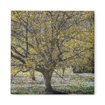 Cornelian Cherry Dogwood Magnet