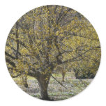 Cornelian Cherry Dogwood Sticker
