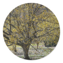 Cornelian Cherry Dogwood Sticker