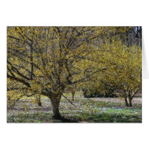 Cornelian Cherry Dogwoods Card