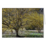Cornelian Cherry Dogwoods Card