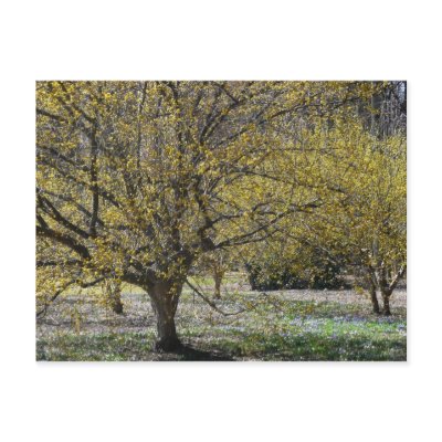 Cornelian Cherry Dogwoods Postcard by mlewallpapers
