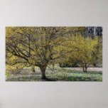 Cornelian Cherry Dogwoods Print