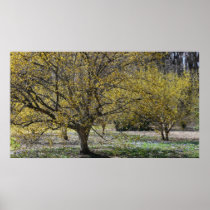Cornelian Cherry Dogwoods Print
