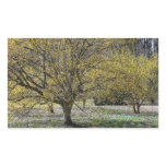Cornelian Cherry Dogwoods Sticker