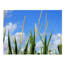 cornfield post cards