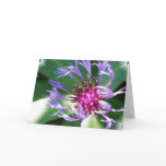 Cornflowers Greeting Card