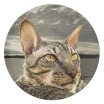 Cornish Rex cat plate
