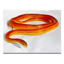 CornSnakeCorner Striped Cornsnake ... - Customized Postcard