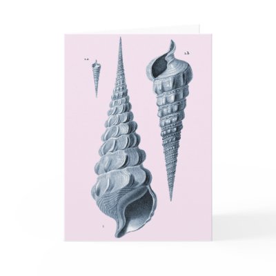 Cornucopia Conche Shells - Greeting Card by AntiqueImages