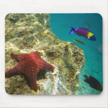 Cortez Rainbow Wrasse male and female and sea Mouse Pad