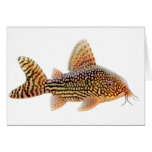 Corydoras Catfish Greeting Card