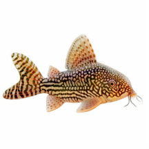 Corydoras Catfish Holiday Ornament Photo Cutout