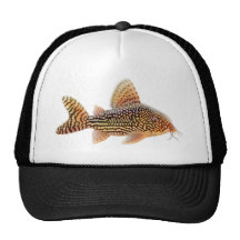 Corydoras Sterbai Catfish Hat