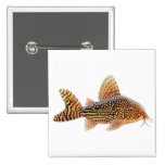 Corydoras Sterbai Catfish Pin