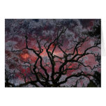 Cosmic Tree - Milky Way Centre
