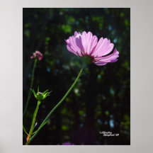 Cosmo Flower Poster