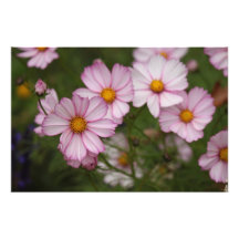 Cosmo flowers photo art