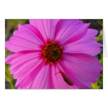 Cosmo Slug-2-upclose Greeting Card
