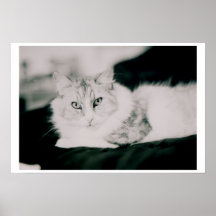 Cosmo the cat posters
