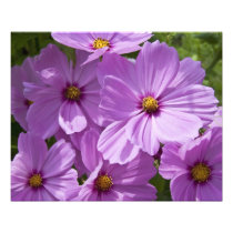 Cosmos  20" x 16" Photo Print