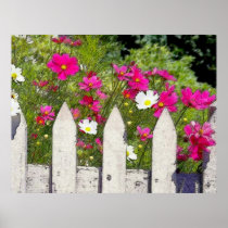 Cosmos and Picket Fence Posters