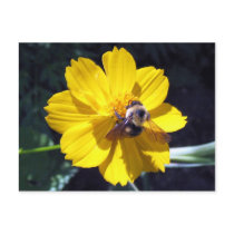 Cosmos Attracts Bumblebee Post Card