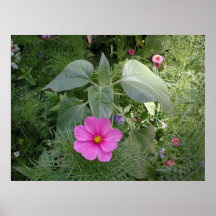 Cosmos in the Garden Poster