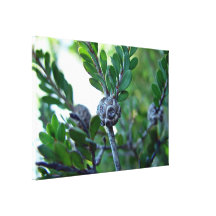 Cosse de graine sur la tige du buisson toile tendue