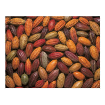 Cosses de cacao carte postale