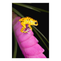 Costa Rica. Close-up of poison dart frog on Art Photo