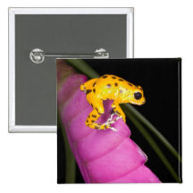 Costa Rica. Close-up of poison dart frog on Pins