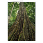 Costa Rica, Corcovado National Park, Buttressed