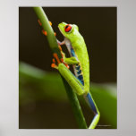 Costa Rica, Monteverde, Red-Eyed Tree Frog Posters