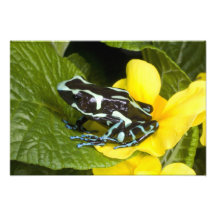 Costa Rica, Osa Peninsula. Close-up of poison Art Photo